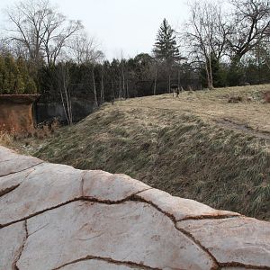 Detroit Zoo - Cotton Family Wolf Wilderness - Gray Wolves