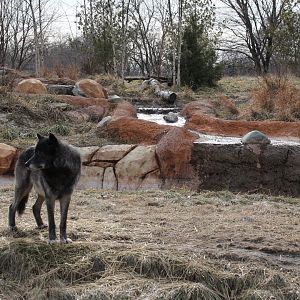 Detroit Zoo - Cotton Family Wolf Wilderness - Gray Wolves