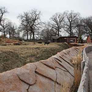 Detroit Zoo - Cotton Family Wolf Wilderness - Gray Wolves