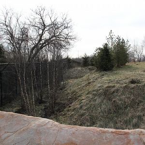 Detroit Zoo - Cotton Family Wolf Wilderness - Gray Wolves