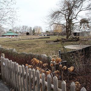 Detroit Zoo - Bison enclosure