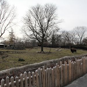 Detroit Zoo - Bison enclosure