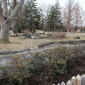 Detroit Zoo - Wolverine enclosure