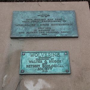 Detroit Zoo - Wolverine enclosure