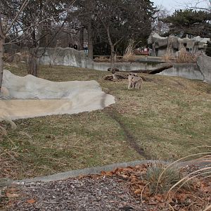 Detroit Zoo - Bush Dog enclosure
