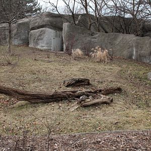 Detroit Zoo - Bush Dog enclosure