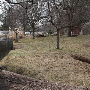 Detroit Zoo - Bush Dog enclosure