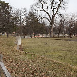 Detroit Zoo - (South) American Grasslands - Chilean Flamingos