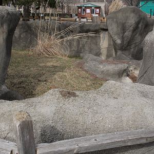 Detroit Zoo - Matschie’s Tree Kangaroo exhibit