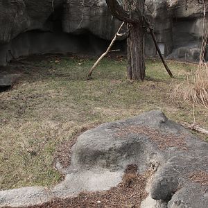 Detroit Zoo - Matschie’s Tree Kangaroo exhibit