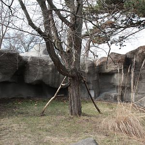 Detroit Zoo - Matschie’s Tree Kangaroo exhibit