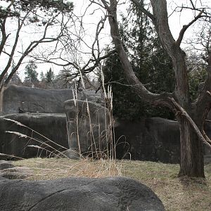 Detroit Zoo - Matschie’s Tree Kangaroo exhibit