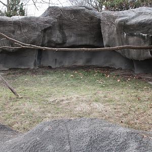 Detroit Zoo - Matschie’s Tree Kangaroo exhibit