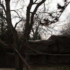 Detroit Zoo - Matschie’s Tree Kangaroo exhibit
