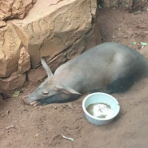 Aardvark