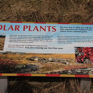 Detroit Zoo - Arctic Ring of Life