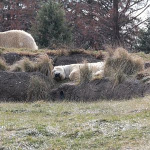 Detroit Zoo - Arctic Ring of Life