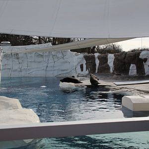 Detroit Zoo - Arctic Ring of Life