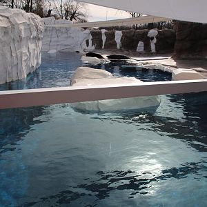 Detroit Zoo - Arctic Ring of Life