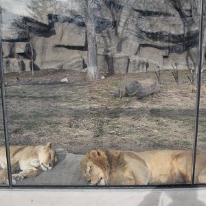 Detroit Zoo - African Lion exhibit