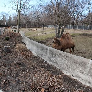 Detroit Zoo - Bactrian Camel exhibit