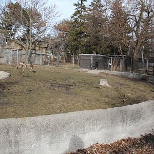 Detroit Zoo - Bactrian Camel exhibit