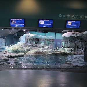 Detroit Zoo - Polk Penguin Conservation Center