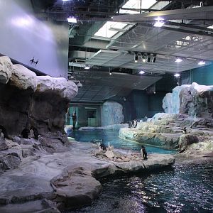 Detroit Zoo - Polk Penguin Conservation Center