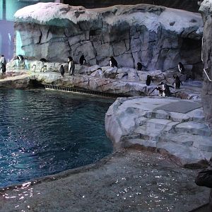 Detroit Zoo - Polk Penguin Conservation Center