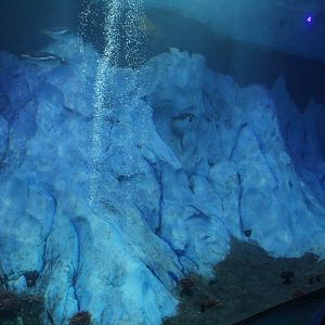 Detroit Zoo - Polk Penguin Conservation