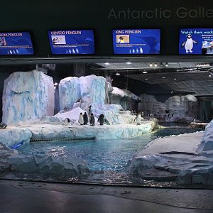 Detroit Zoo - Polk Penguin Conservation