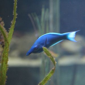 Gomphosus caeruleus?