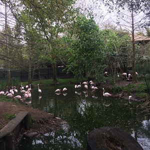 Plains of East Africa- Flamingo (Former Nile Crocodile Exhibit)
