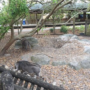 Plains of East Africa- Warthog