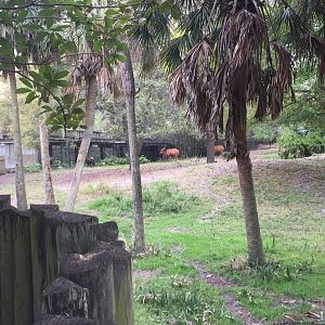 Plains of East Africa- Bongo/Yellow-Backed Duiker/Bird