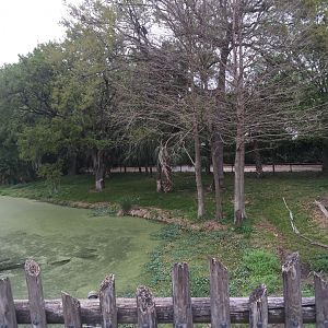 Plains of East Africa- Cheetah
