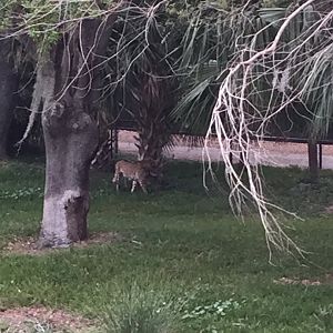 Plains of East Africa- Cheetah