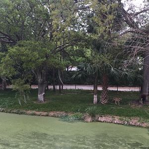 Plains of East Africa- Cheetah