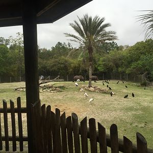 Plains of East Africa- White Rhinoceros/Greater Kudu/Bontebok/Ostrich/Birds
