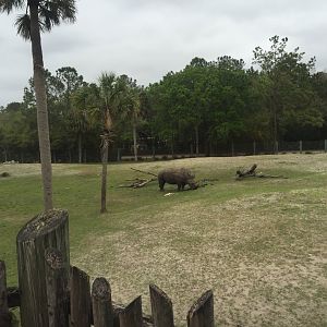 Plains of East Africa- White Rhinoceros/Greater Kudu/Bontebok/Ostrich/Birds