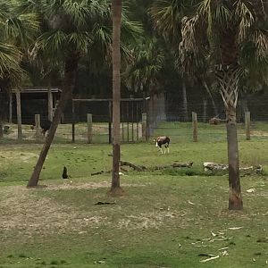 Plains of East Africa- White Rhinoceros/Greater Kudu/Bontebok/Ostrich/Birds