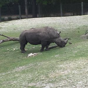 Plains of East Africa-White Rhinoceros/Greater Kudu/Bontebok/Ostrich/Birds