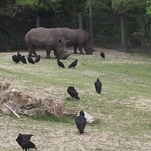 Plains of East Africa-White Rhinoceros/Greater Kudu/Bontebok/Ostrich/Birds