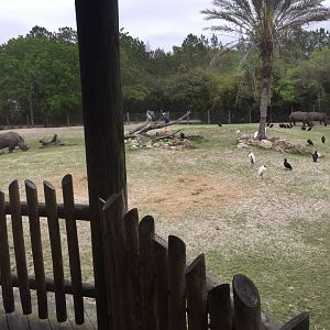 Plains of East Africa- White Rhinoceros/Greater Kudu/Bontebok/Ostrich/Birds