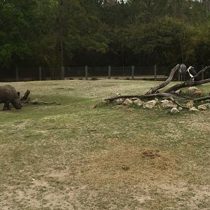 Plains of East Africa- White Rhinoceros/Greater Kudu/Bontebok/Ostrich/Birds