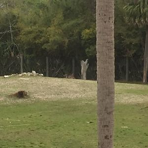 Plains of East Africa- White Rhinoceros/Greater Kudu/Bontebok/Ostrich/Birds