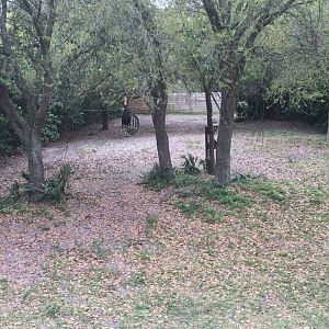 Plains of East Africa- Okapi