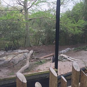 Elephant Plaza- Vultures