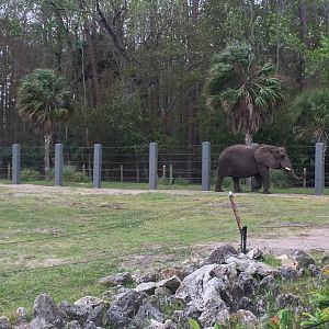 Elephant Plaza- African Elephant