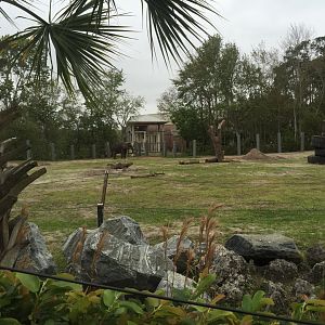 Elephant Plaza- African Elephant